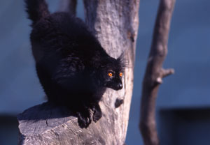foto di un lemure nero Alfredino